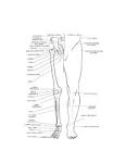 pelvis and <b>lower extremity</b>