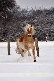 Winterfreude - Bild \u0026amp; Foto von Lisa Keiser aus Pferde, Esel ... - Winterfreude-a19727146