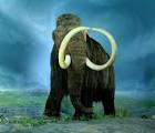 MAMMOTH TUSK, MAMMOTH TUSKS, MAMMOTH IVORY, MAMMOTH FOSSILS, WOOLY ...