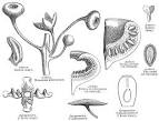 <b>Monimiaceae</b> Juss.
