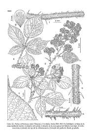 Image result for "Rubus urbionicus"