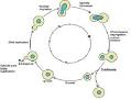 Budding Yeast Cell Cycle Model