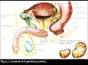 <b>glándulas bulbouretrales</b>