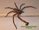 The Australian Huntsman Spider