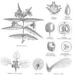 <b>Malpighiaceae</b> Juss.