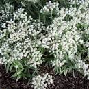 Afbeeldingsresultaat voor anaphalis triplinervis