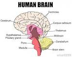 What Is the <b>Diencephalon</b>? (with picture)
