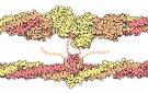 Flexible <b>Fibrin</b>