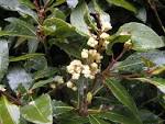 <b>Laurus</b> nobilis flower
