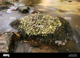 Image result for Paraplacidiopsis sbarbaronis