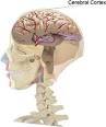 of the <b>cerebral cortex</b>?