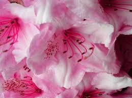 pink flowers - Page 3 Images?q=tbn:ANd9GcQHHVDyjOeKxMD9zjT1bApTWvlJGveFjTRGxV05eW4smOVp_u9x