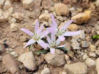 Image result for "Colchicum androcymbioides"