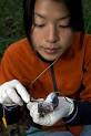 Here, she checks a deer mouse for ticks. (Anand Varma photo) - Swei-mouse260