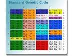 rare codons