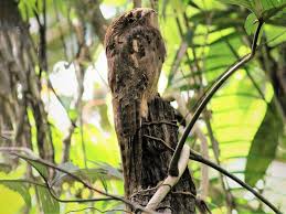 Image result for "Long-tailed Potoo"