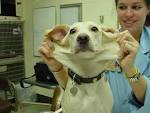 <b>Ehlers</b>-<b>Danlos Syndrome</b>