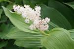 File:<b>Smilacina</b>-racemosa-raceme.JPG - Wikimedia Commons