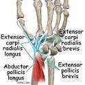 Guide to <b>Wrist</b> Anatomy