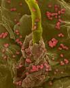 SFL ORG. News Center High Levels of Unhealthy Bacteria Found in