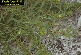 Image result for Pectis linearifolia