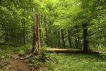 nature HD wallpapers | wallnen.