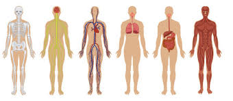 Image result for human body systems