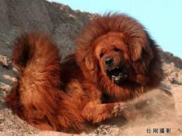 The Tibetan Mastiff dog Images?q=tbn:ANd9GcQNeJp1gDo8C-PWO6G_6B2AGD4ovEx5jWsdP7_f423YNW_6-v3wQfW3Amn7