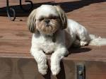 Fun Shih Tzu haircuts? - Poodle Forum - Standard Poodle, Toy ...