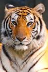Tiger population rises in last 40 years in India | MuseThePlace
