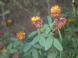 Image result for "Trifolium ponticum"
