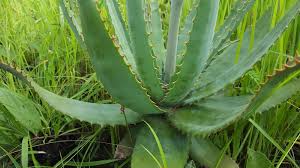 Image result for Aloe crassipes
