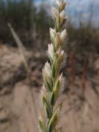 Image result for "Agropyron tanaiticum"