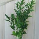 Israeli <b>Ruscus</b> (isrusc)