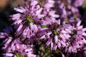 Image result for Erica nudiflora