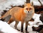 NJDEP Division of Fish & Wildlife - <b>Foxes</b> in New Jersey