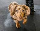 Dachshund breed guide