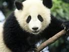 panda pronunciation
