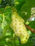 File:Fruto de Morinda citrifolia.JPG - Wikimedia Commons