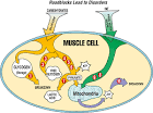 in <b>metabolic diseases</b>