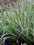 <b>Phalaris</b> arundinacea