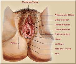 Stephanie Perez Anillo cod:102101058 -  MEDICINA IIID - genitales externos femeninos.  Images?q=tbn:ANd9GcQTPRAkqTjw2yZU_Ip0jz_T4WDZlrVImiXWtwAZYTh_lT3xopBg