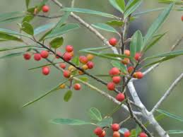Image result for Ilex buxoides