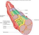 AP 9 Muscular System Part 3 - Muscle Movement flashcards | Quizlet