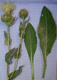Image result for Carthamus helenioides