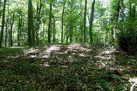 Image result for Standish Wood