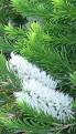 <b>Melaleuca</b>