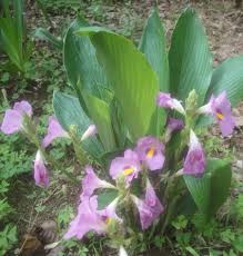 Image result for Siphonochilus
