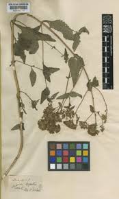 Image result for "Stevia arbutifolia"