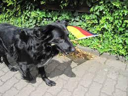 Sandra Ropertz konnte sich nicht lange an ihrer Deutschland-Fahne erfreuen. Schnell war Hund Oskar zur Stelle, um Jogis Jungs anzufeuern.